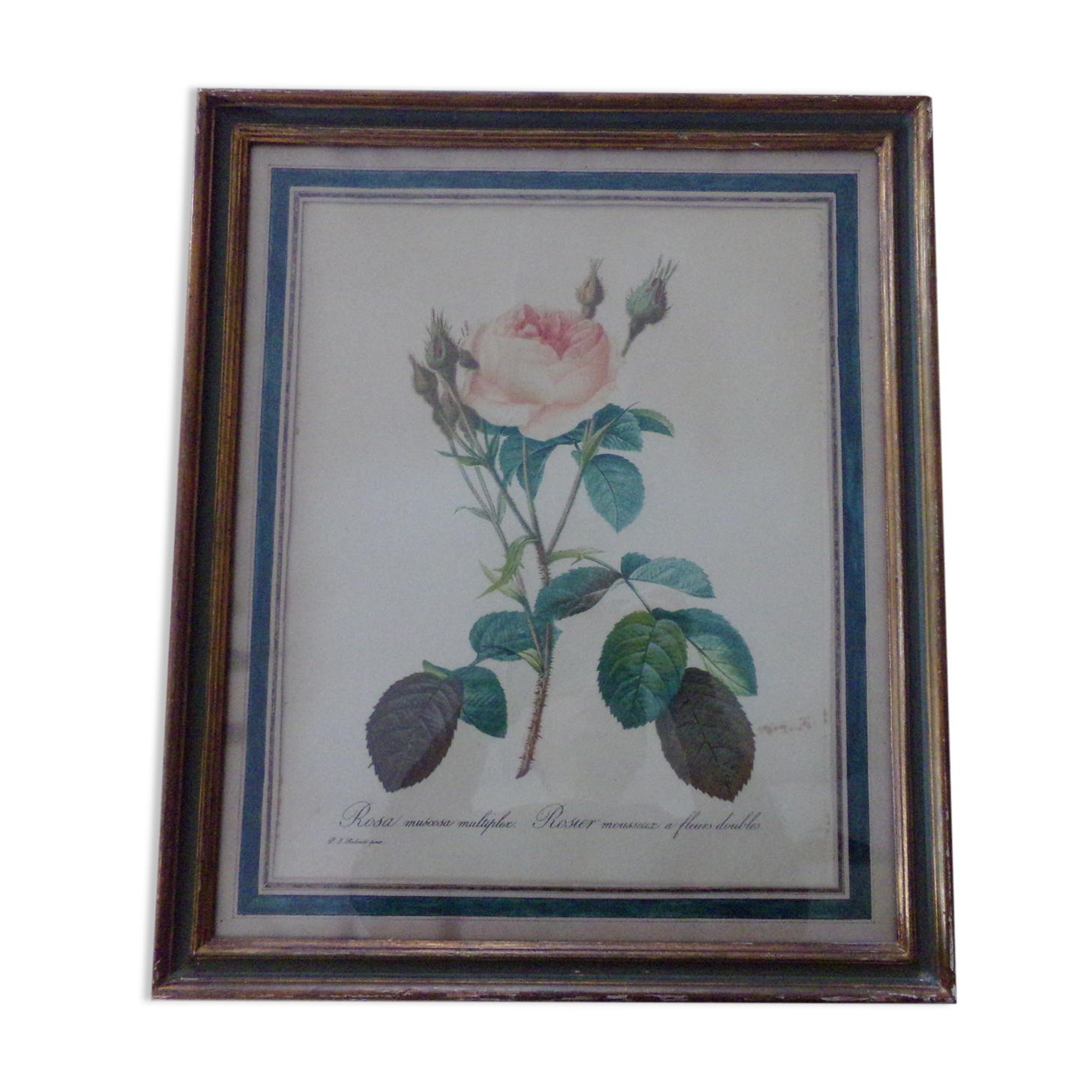 Framed antique lithograph by Pierre-Joseph Redouté