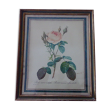 Framed antique lithograph by Pierre-Joseph Redouté