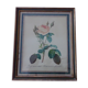 Framed antique lithograph by Pierre-Joseph Redouté