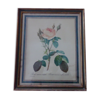 Framed antique lithograph by Pierre-Joseph Redouté