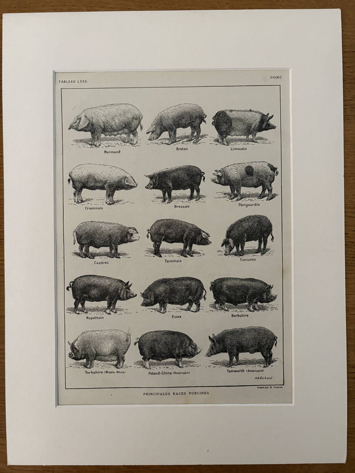 Old engraving of pork (1920)