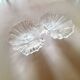 Coupe coquillage en verre transparent 1970