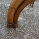 Parrot coat rack in curved wood - Art Nouveau