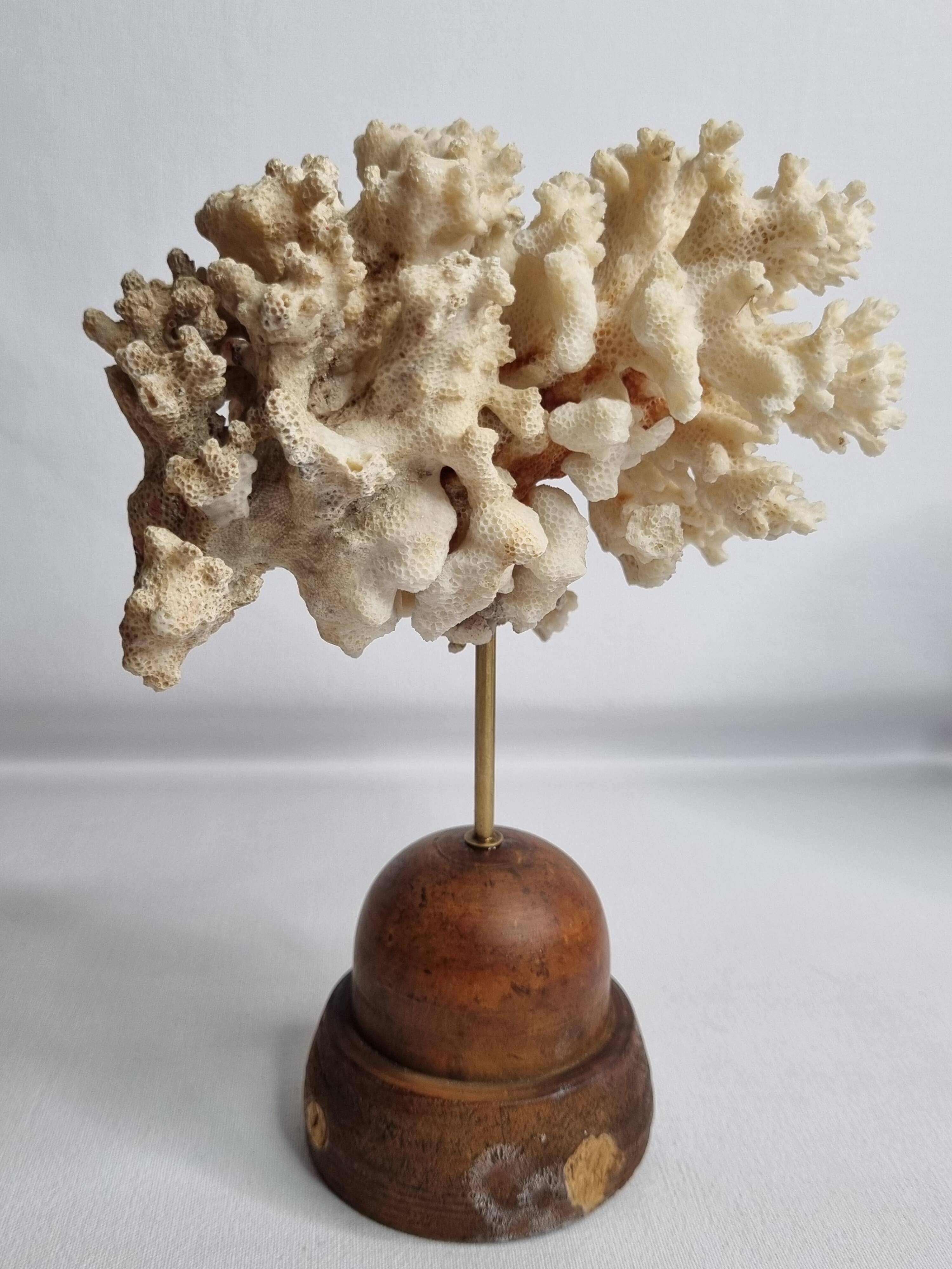 Antique ornamental coral Acropora on solid wood base, 16 cm
