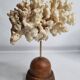 Antique ornamental coral Acropora on solid wood base, 16 cm