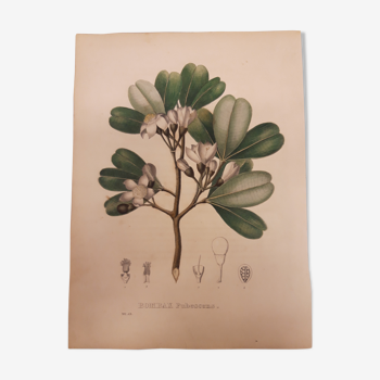 Planche botanique Bombax Pubescens, lithographiée et coloriée, sertum botanicum tome4, 1832