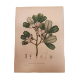 Planche botanique Bombax Pubescens, lithographiée et coloriée, sertum botanicum tome4, 1832
