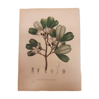 Planche botanique Bombax Pubescens, lithographiée et coloriée, sertum botanicum tome4, 1832