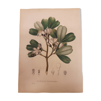 Bombax Pubescens botanical board, lithographed and coloured, sertum botanicum tome4, 1832