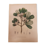 Bombax Pubescens botanical board, lithographed and coloured, sertum botanicum tome4, 1832