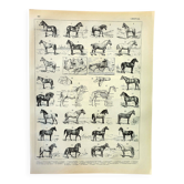 Gravure ancienne de 1897 - Cheval par A. Millot - planche Lithographie