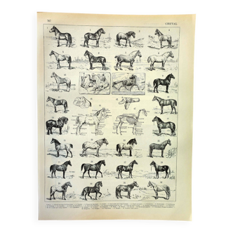 Old engraving from 1897 - Horse by A. Millot - lithograph plate