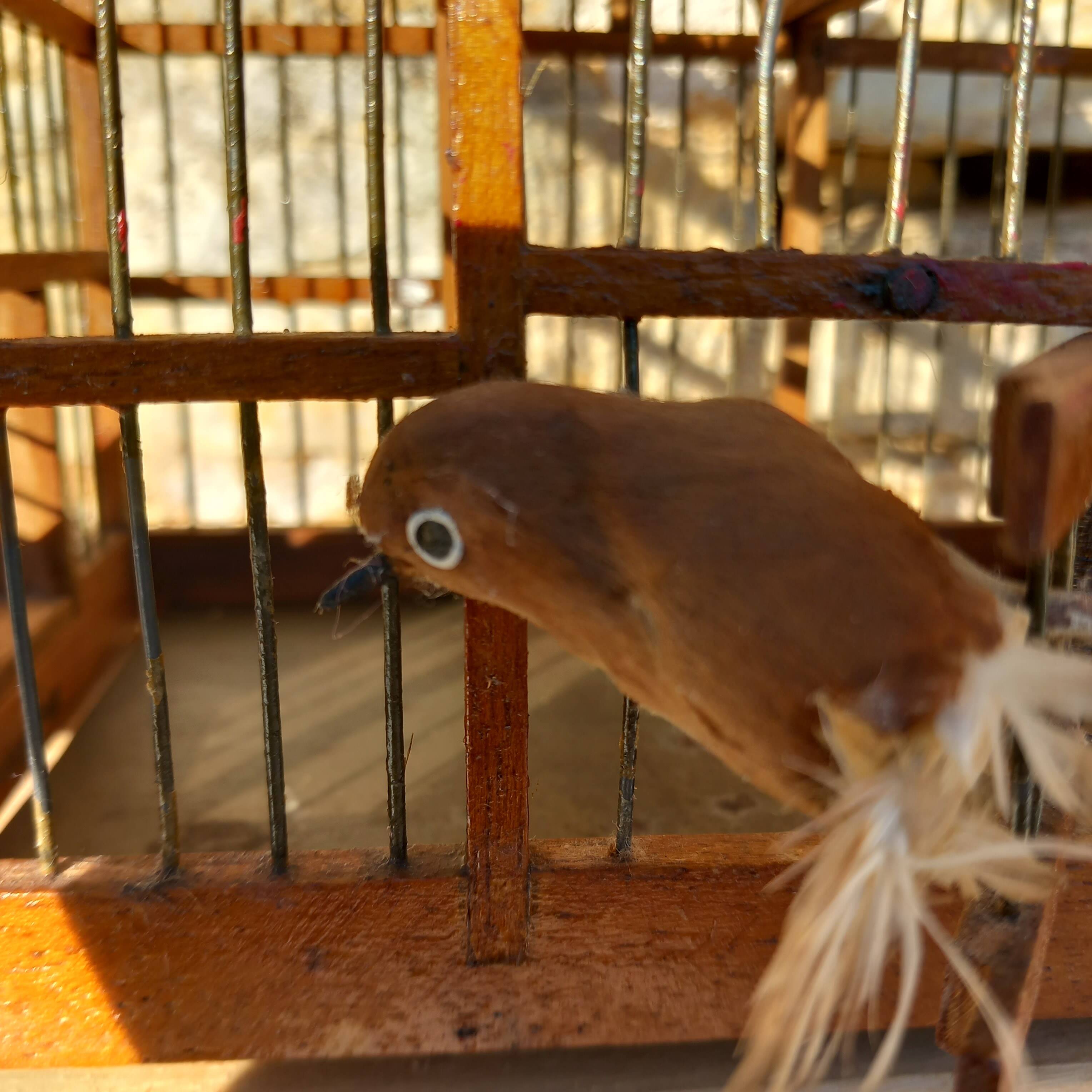 Small wood and metal bird cage and its fabric piou piou