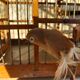 Small wood and metal bird cage and its fabric piou piou