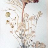 Stunning original botanical watercolor signed