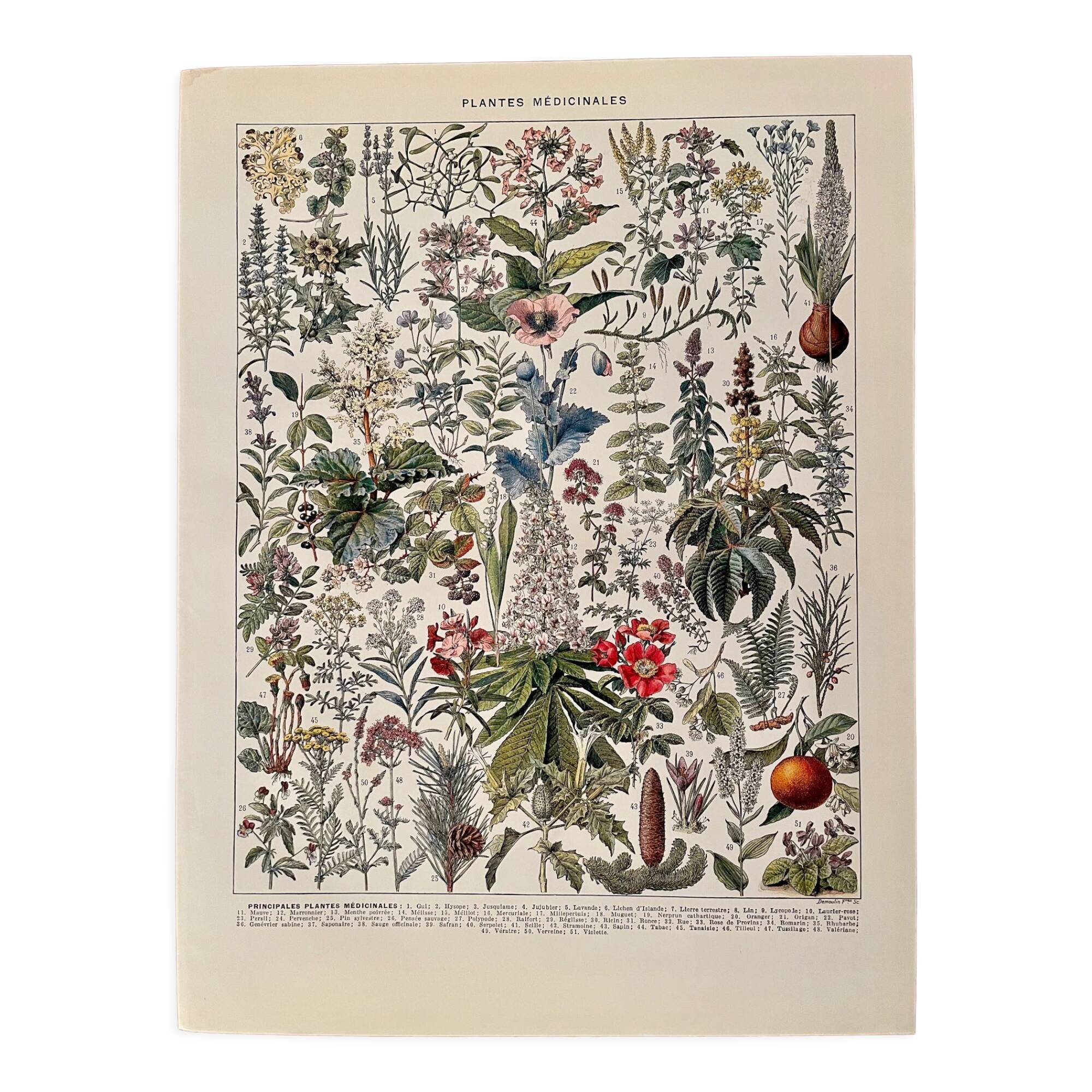 Lithograph on medicinal plants (mistletoe) - 1930