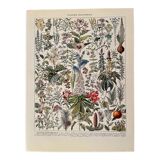 Lithograph on medicinal plants (mistletoe) - 1930