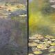 Water Lily Reflections