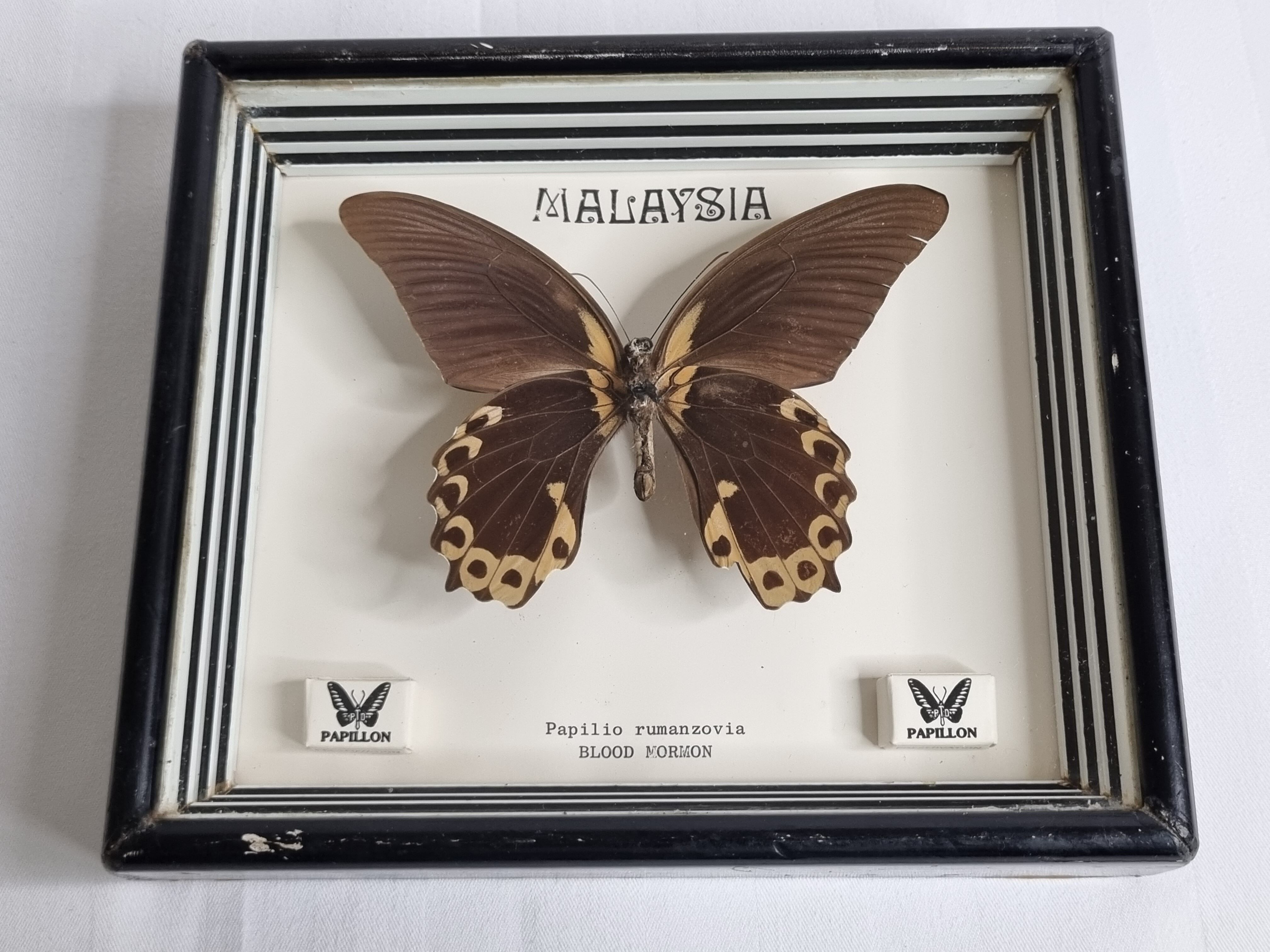 Vintage naturalized butterfly under frame, Papilio rumanzovia, 19 cm