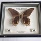 Vintage naturalized butterfly under frame, Papilio rumanzovia, 19 cm
