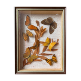 Butterfly frame
