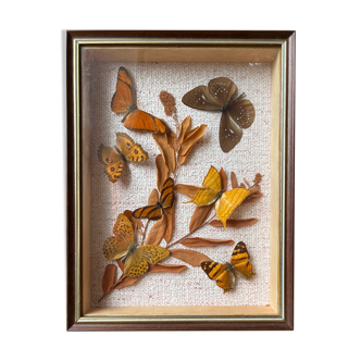 Butterfly frame