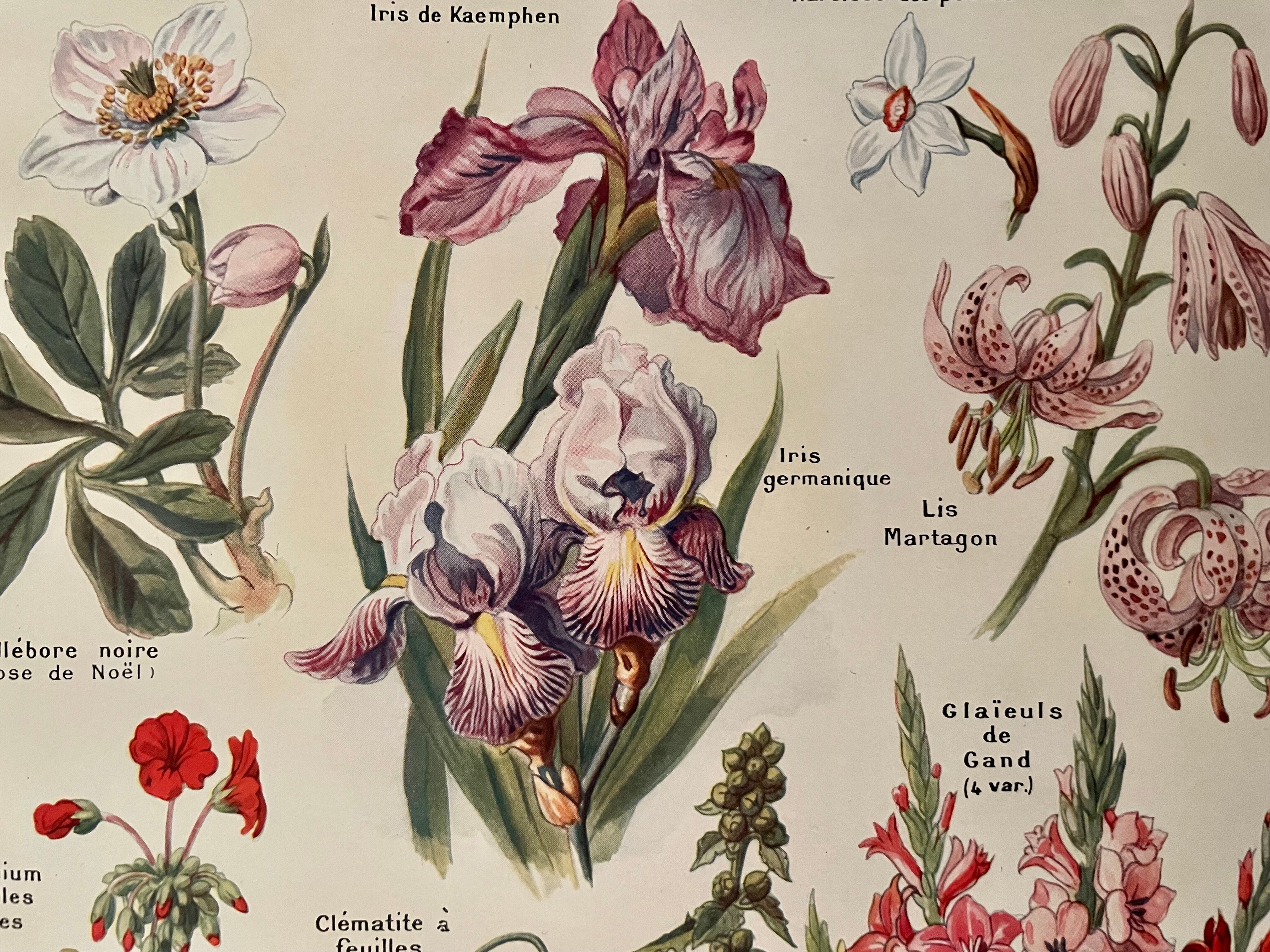 Lithograph on perennial flowers from 1921