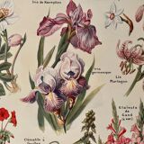 Lithograph on perennial flowers from 1921