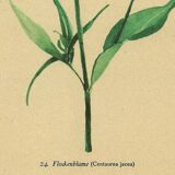 Botany - Old illustration from 1948 by H.Strache - Centaury watercolor