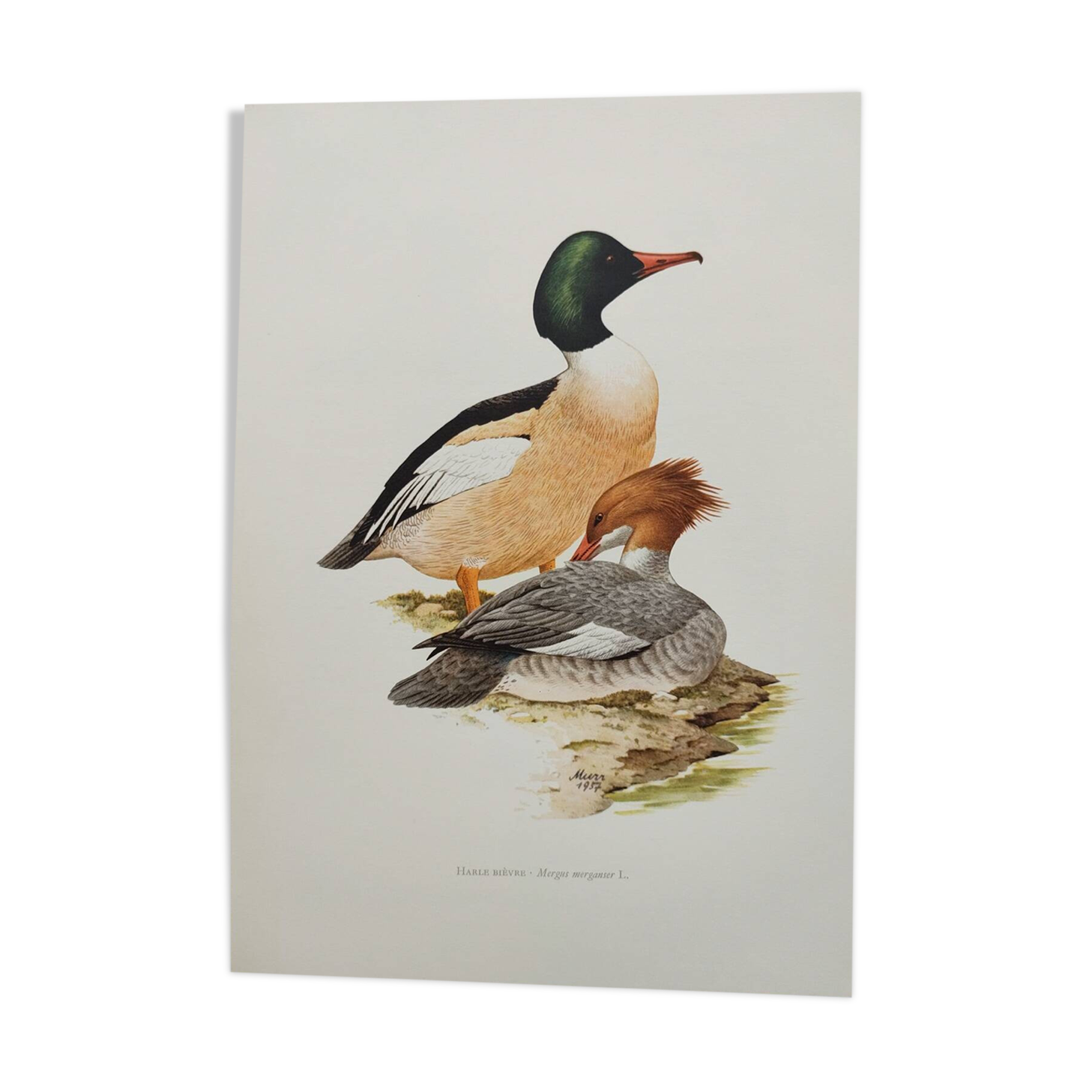 Illustration oiseaux Années 60 - Harle Bièvre - Planche ornithologique vintage