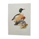 Illustration oiseaux Années 60 - Harle Bièvre - Planche ornithologique vintage