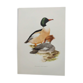 Illustration oiseaux Années 60 - Harle Bièvre - Planche ornithologique vintage