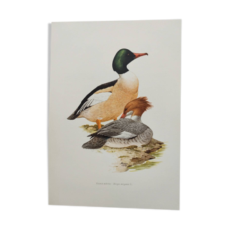 Illustration oiseaux Années 60 - Harle Bièvre - Planche ornithologique vintage