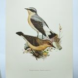 Old bird board from the 1960s - Wheatear - nature and countryside image