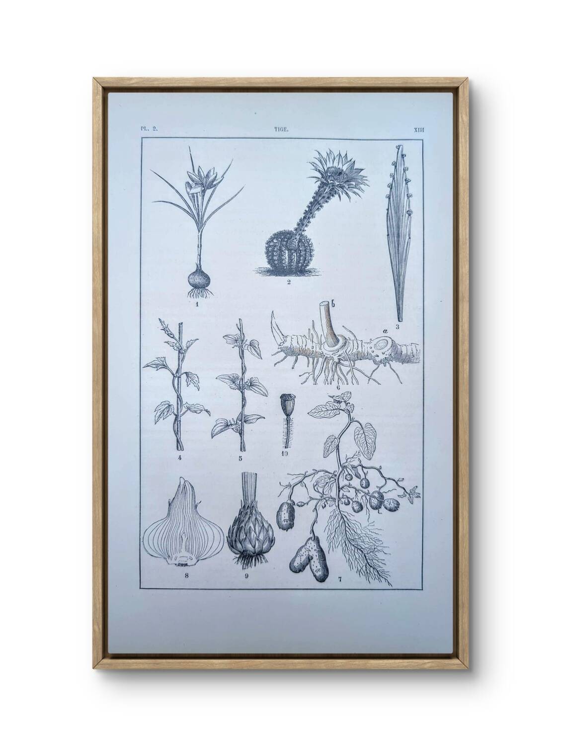 Vintage botanical plate printed in 1889, the stems.