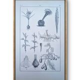 Planche botanique imprimée en 1889, les tiges