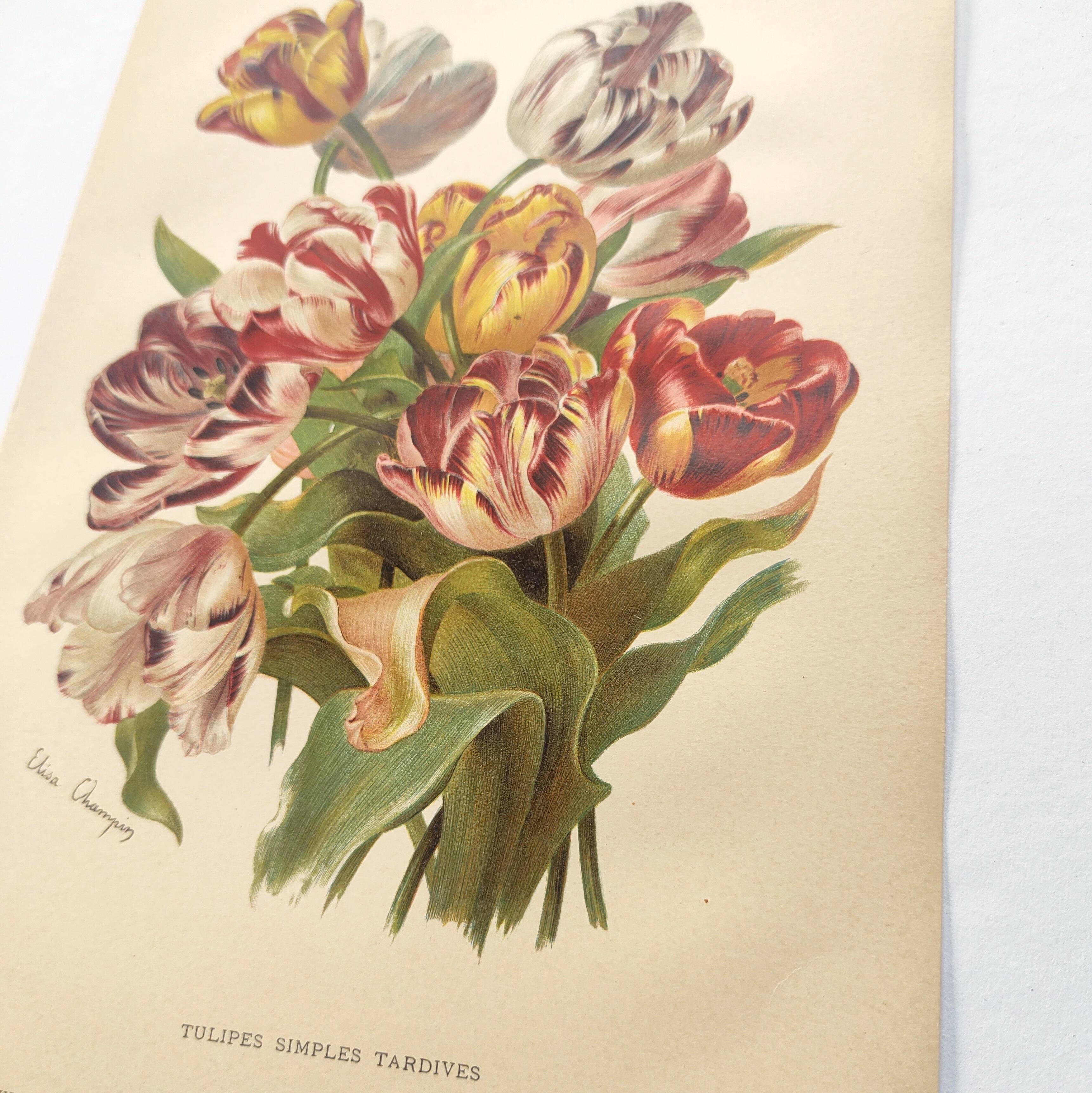 Botanical flower engraving 1899 by Élisa Champin - Tulips - Old print