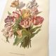 Botanical flower engraving 1899 by Élisa Champin - Tulips - Old print