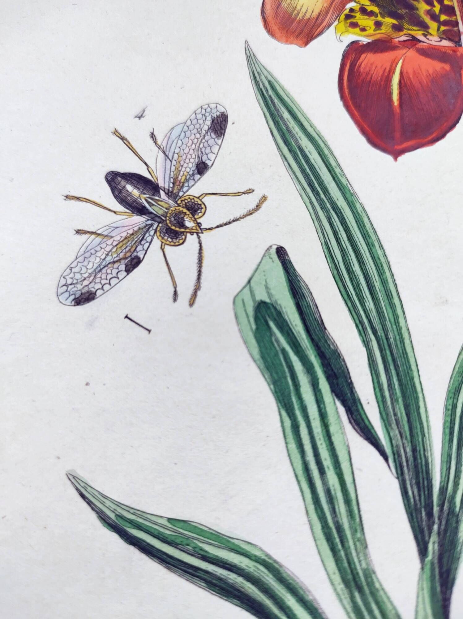 Old engraving from 1838 - Orchid and Tinamou - Zoological and botanical hand-colored plate