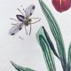Old engraving from 1838 - Orchid and Tinamou - Zoological and botanical hand-colored plate