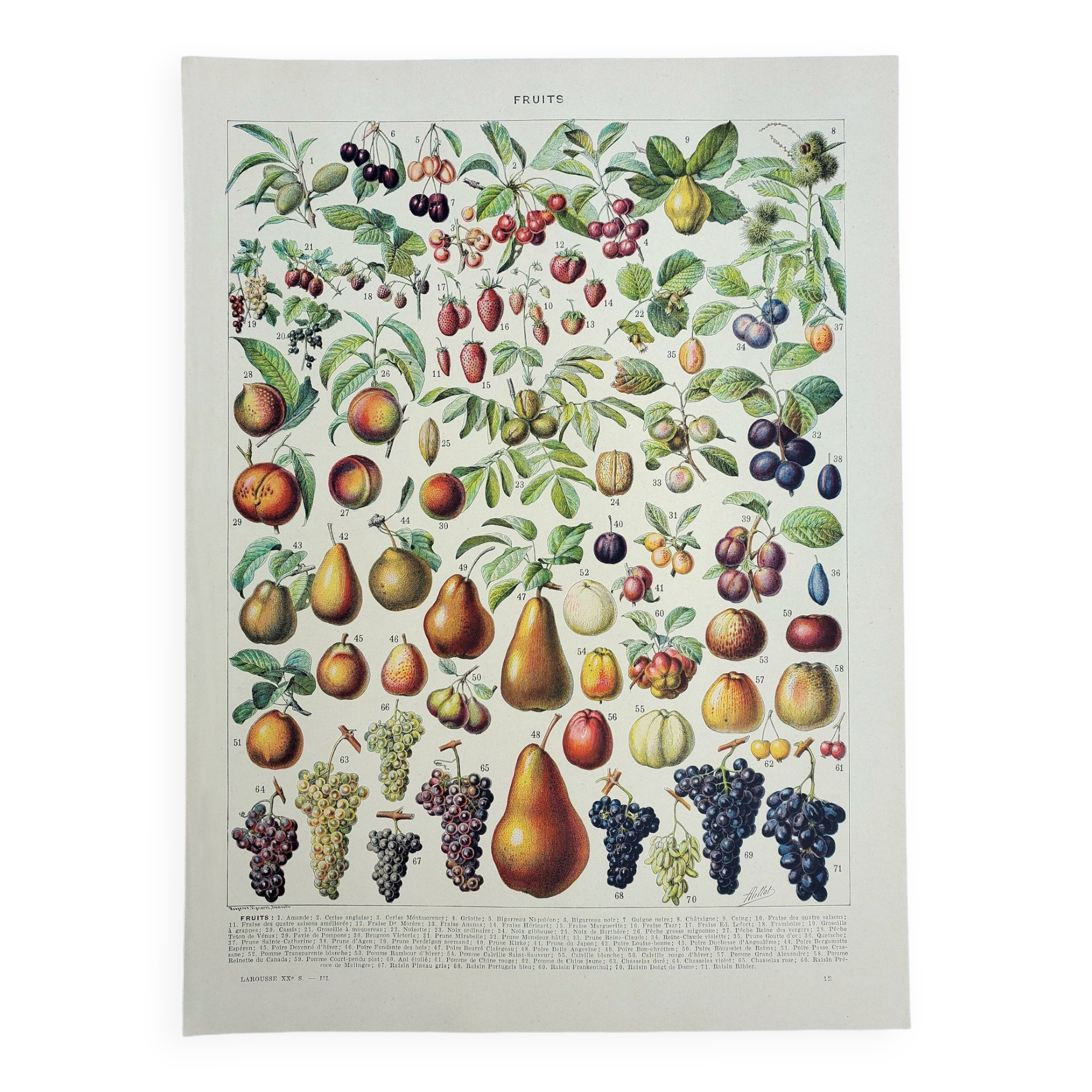 Old engraving 1928, Fruit of our regions, fruit harvest • Lithograph, Original plate