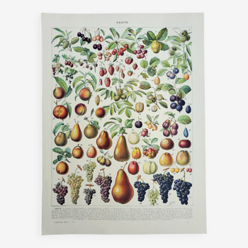 Gravure ancienne 1928, Fruit de nos régions, récolte fruitière • Lithographie, Planche originale