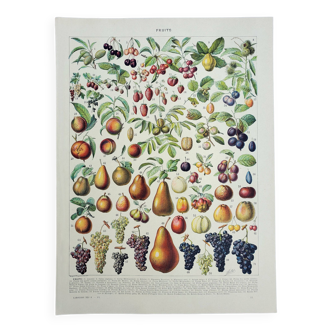 Old engraving 1928, Fruit of our regions, fruit harvest • Lithograph, Original plate