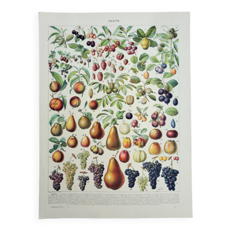 Gravure ancienne 1928, Fruit de nos régions, récolte fruitière • Lithographie, Planche originale