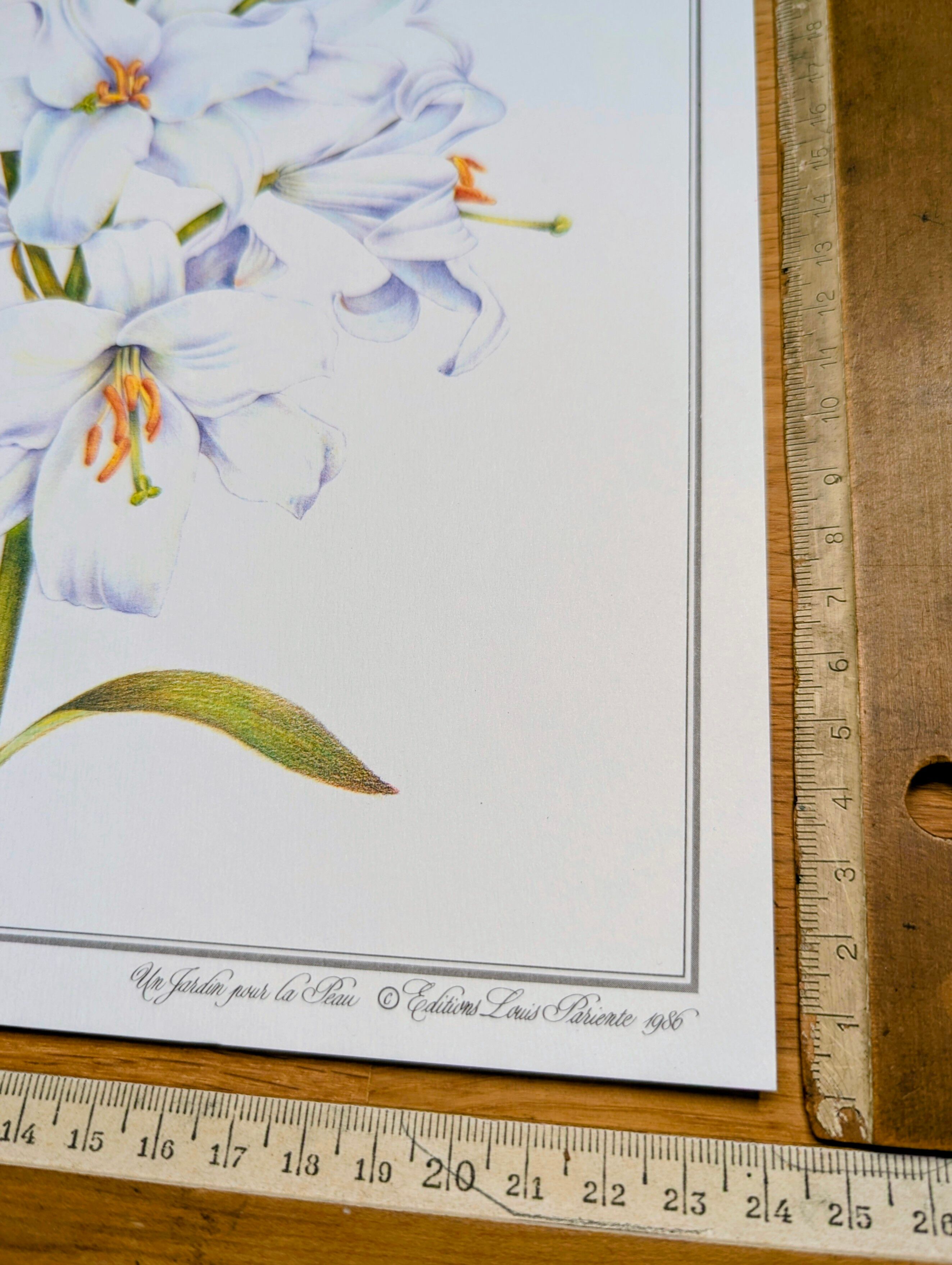 Printed in 1986, White Lily. Botanical plate.
