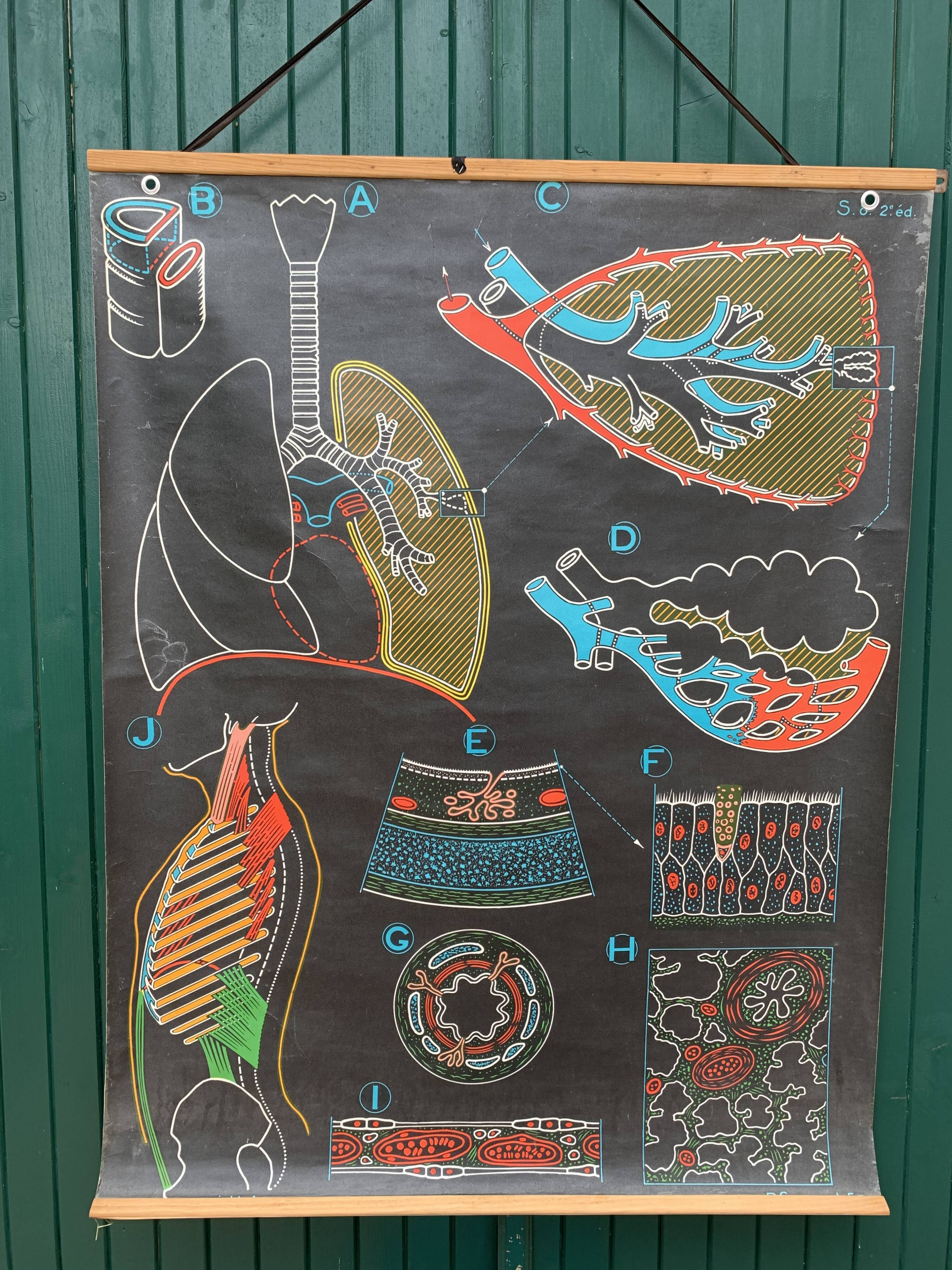 School Poster - breathing S8 2nd ed. - P. Sougy - Ets du Dr Auzoux