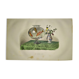 Planche zoologique originale de 1839 " le cyprin dore " (et son bocal)