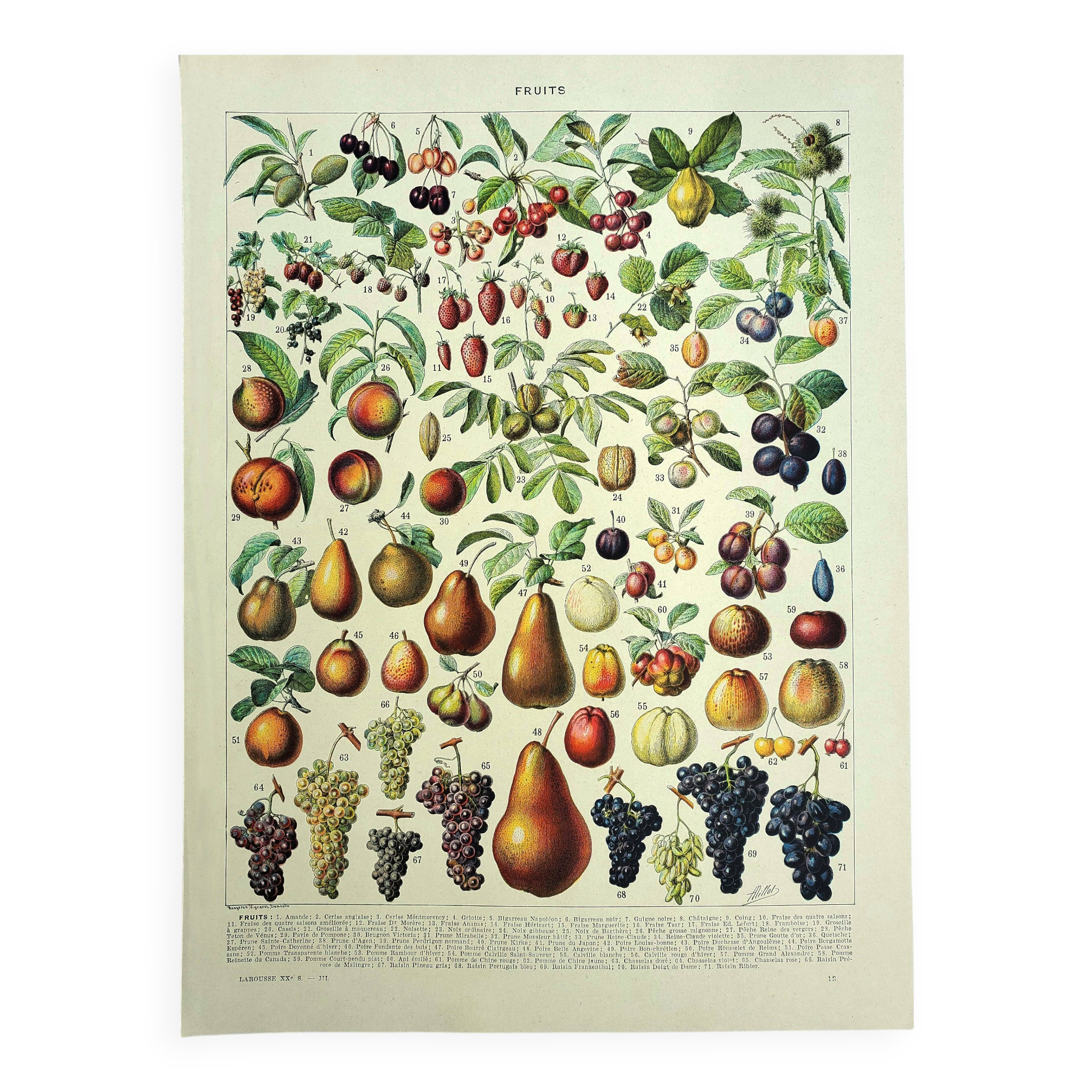 Botanical engraving 1928 A. Millot - Fruit of our regions, fruit harvest