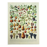 Botanical engraving 1928 A. Millot - Fruit of our regions, fruit harvest