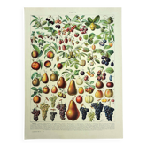 Gravure botanique 1928 A. Millot - Fruit de nos régions, récolte fruitière